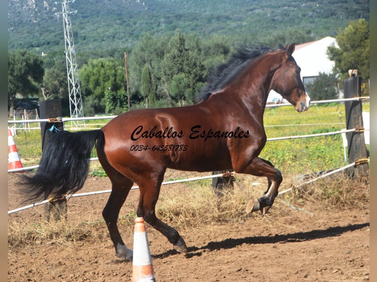 PRE Mestizo Caballo castrado 7 años 159 cm Castaño in Vejer de la Frontera