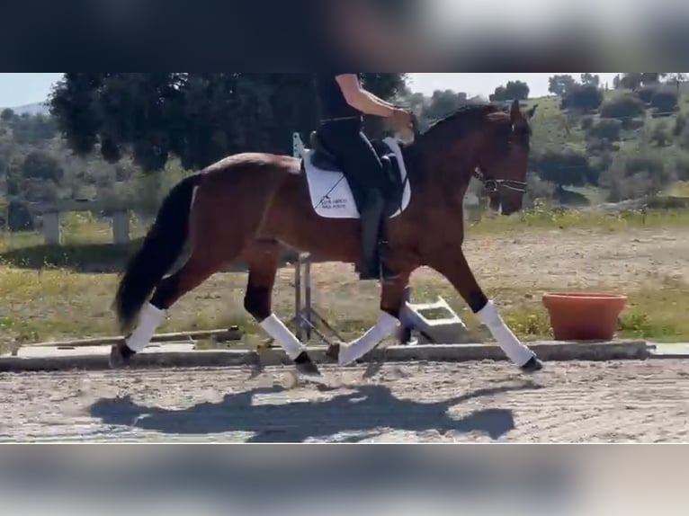 PRE Mestizo Caballo castrado 7 años 159 cm Castaño rojizo in Toledo