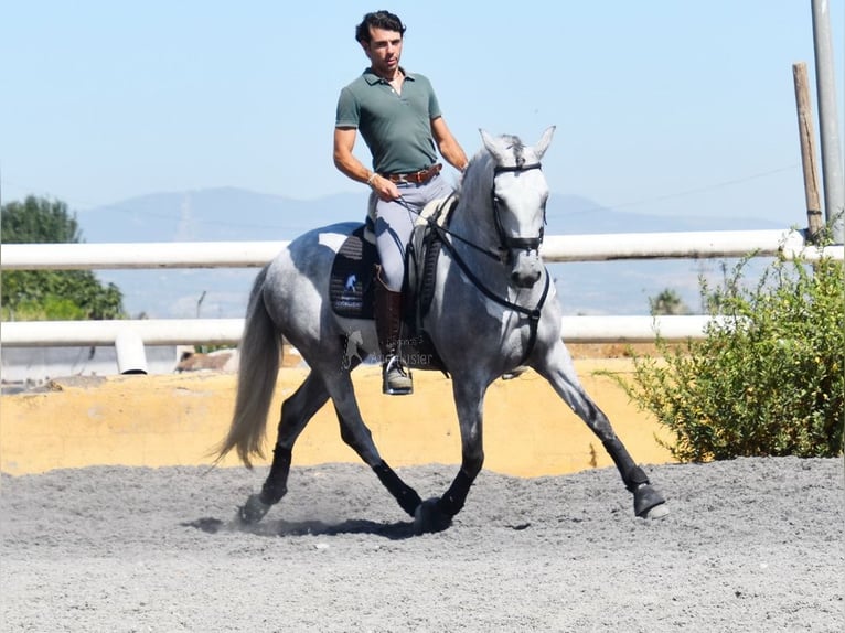 PRE Caballo castrado 7 años 159 cm Tordo in Provinz Granada