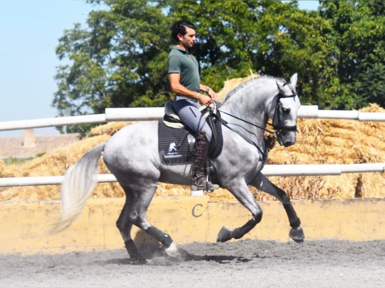 PRE Caballo castrado 7 años 159 cm Tordo in Provinz Granada