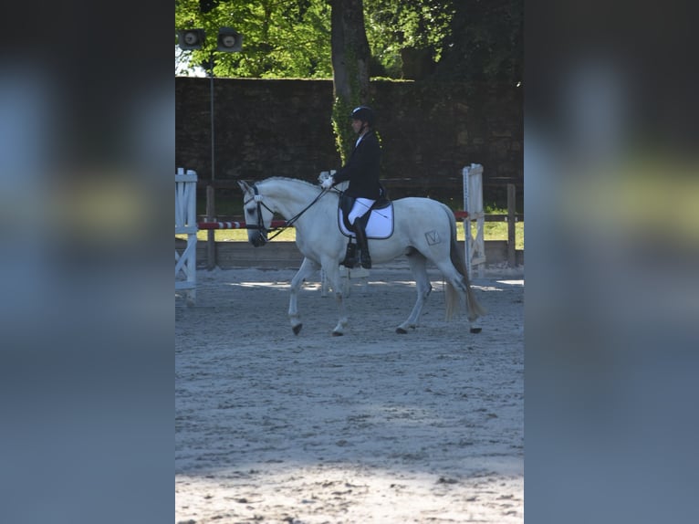 PRE Caballo castrado 7 años 159 cm Tordo in Limoges