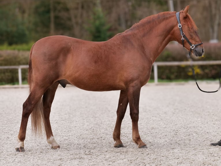 PRE Mestizo Caballo castrado 7 años 160 cm Alazán in Neustadt (Wied)