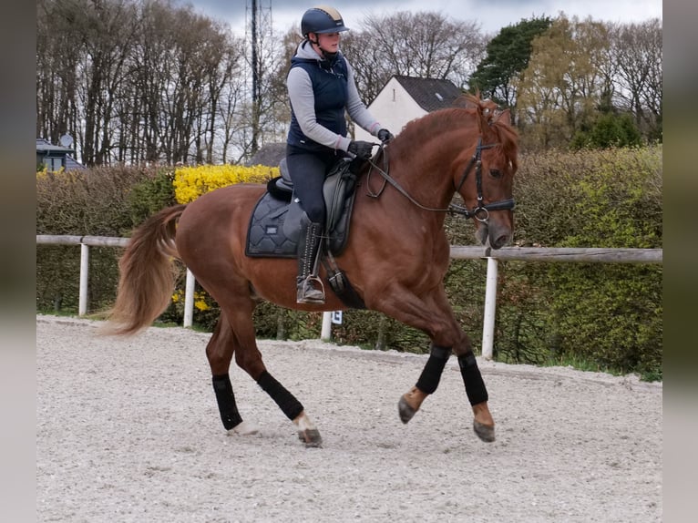 PRE Mestizo Caballo castrado 7 años 160 cm Alazán in Neustadt (Wied)