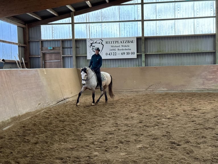 PRE Caballo castrado 7 años 160 cm Buckskin/Bayo in Rastorf