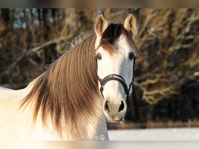 PRE Caballo castrado 7 años 160 cm Buckskin/Bayo in Rastorf