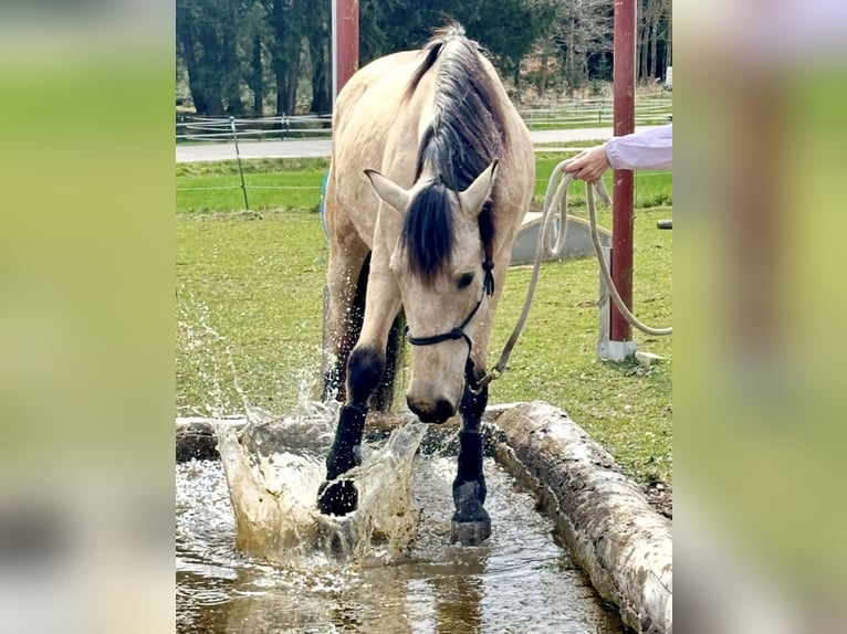 PRE Caballo castrado 7 años 160 cm Buckskin/Bayo in Landshut