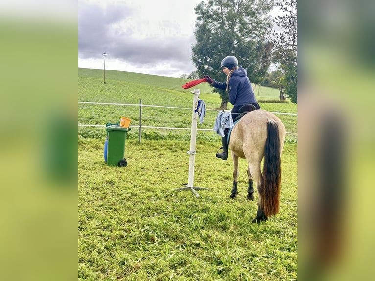 PRE Caballo castrado 7 años 160 cm Buckskin/Bayo in Landshut
