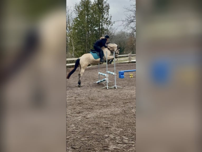 PRE Caballo castrado 7 años 160 cm Buckskin/Bayo in Landshut