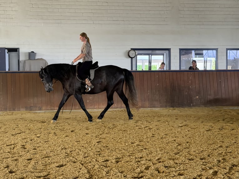 PRE Mestizo Caballo castrado 7 años 160 cm Tordillo negro in Oer-Erkenschwick