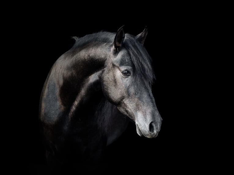PRE Mestizo Caballo castrado 7 años 160 cm Tordillo negro in Oer-Erkenschwick