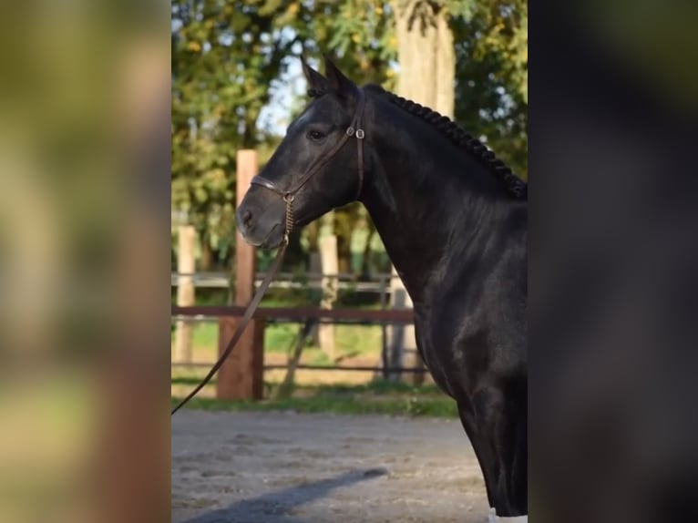 PRE Mestizo Caballo castrado 7 años 160 cm Tordillo negro in Oer-Erkenschwick