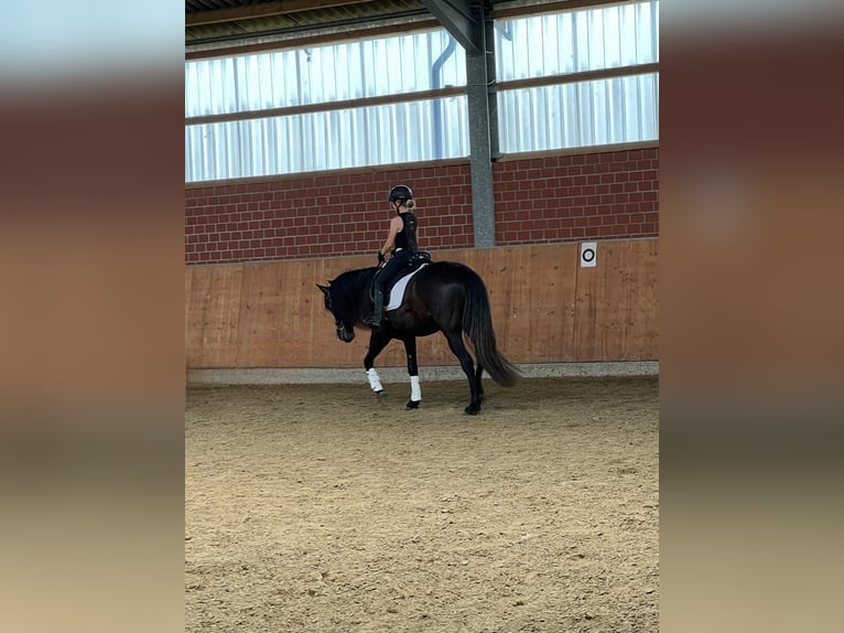 PRE Caballo castrado 7 años 160 cm Tordillo negro in Marl