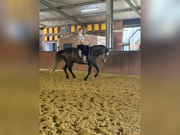 PRE Caballo castrado 7 años 160 cm Tordillo negro in Oer-Erkenschwick