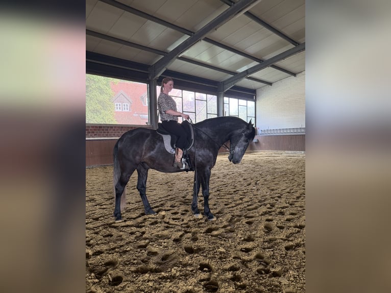 PRE Caballo castrado 7 años 160 cm Tordillo negro in Oer-Erkenschwick
