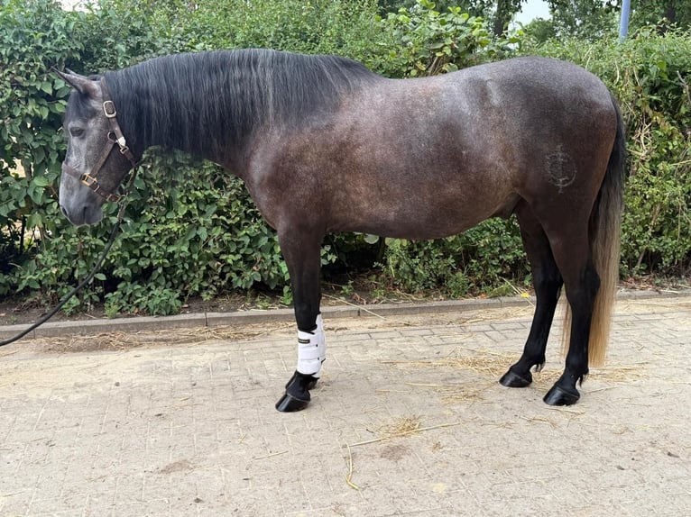 PRE Mestizo Caballo castrado 7 años 160 cm Tordillo negro in Marl
