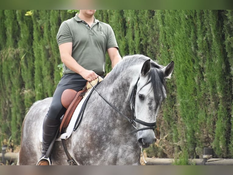 PRE Caballo castrado 7 años 160 cm Tordo in Provinz Malaga