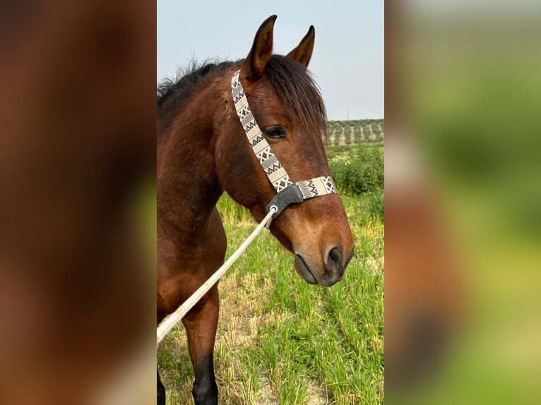 PRE Mestizo Caballo castrado 7 años 161 cm Castaño rojizo in Bobadilla (Estacion)