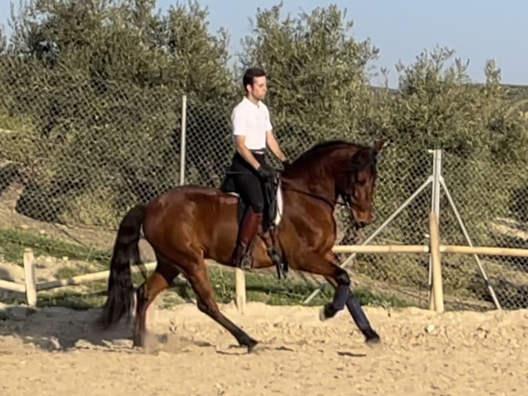 PRE Mestizo Caballo castrado 7 años 161 cm Castaño rojizo in Bobadilla (Estacion)