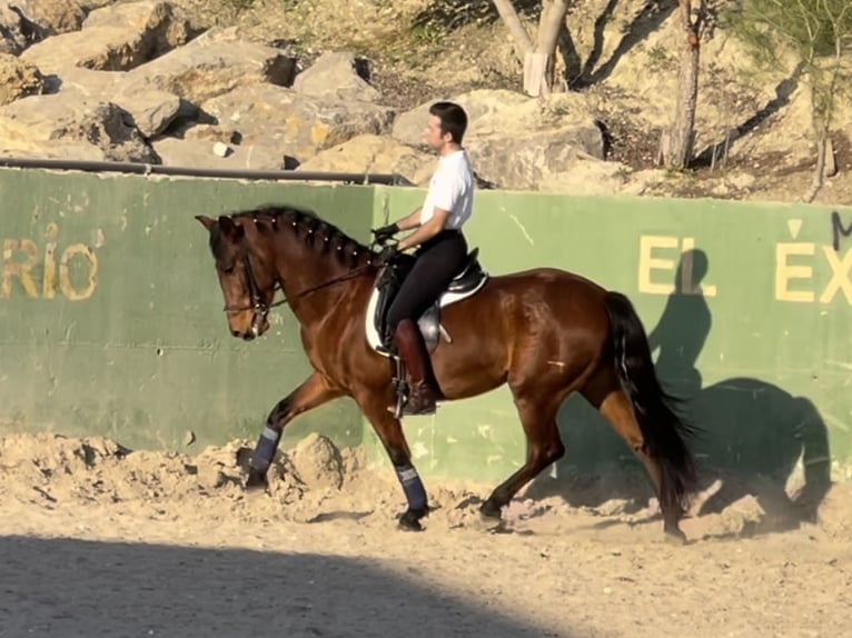 PRE Mestizo Caballo castrado 7 años 161 cm Castaño rojizo in Bobadilla (Estacion)