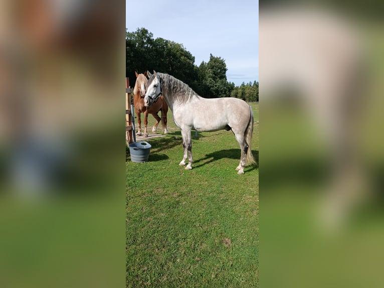 PRE Mestizo Caballo castrado 7 años 161 cm Tordo in Visselh&#xF6;vede