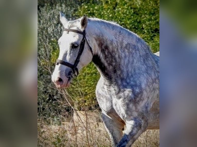 PRE Mestizo Caballo castrado 7 años 161 cm Tordo in Valencia