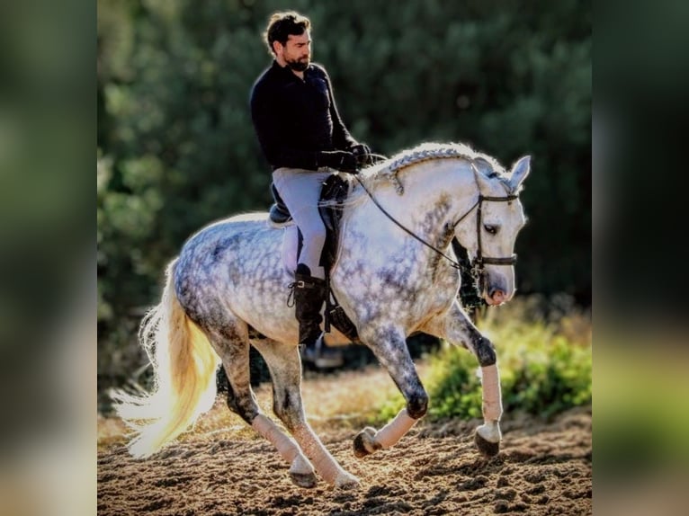 PRE Mestizo Caballo castrado 7 años 161 cm Tordo in Valencia