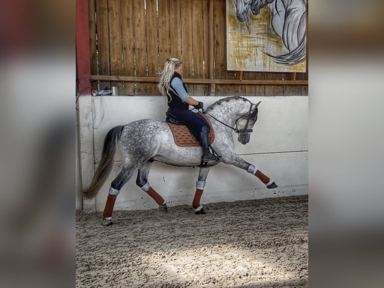 PRE Caballo castrado 7 años 161 cm Tordo rodado in Campneuseville