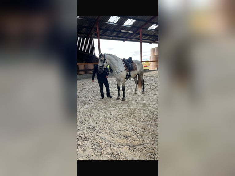 PRE Caballo castrado 7 años 161 cm Tordo rodado in Campneuseville
