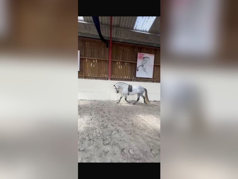 PRE Caballo castrado 7 años 161 cm Tordo rodado in Campneuseville
