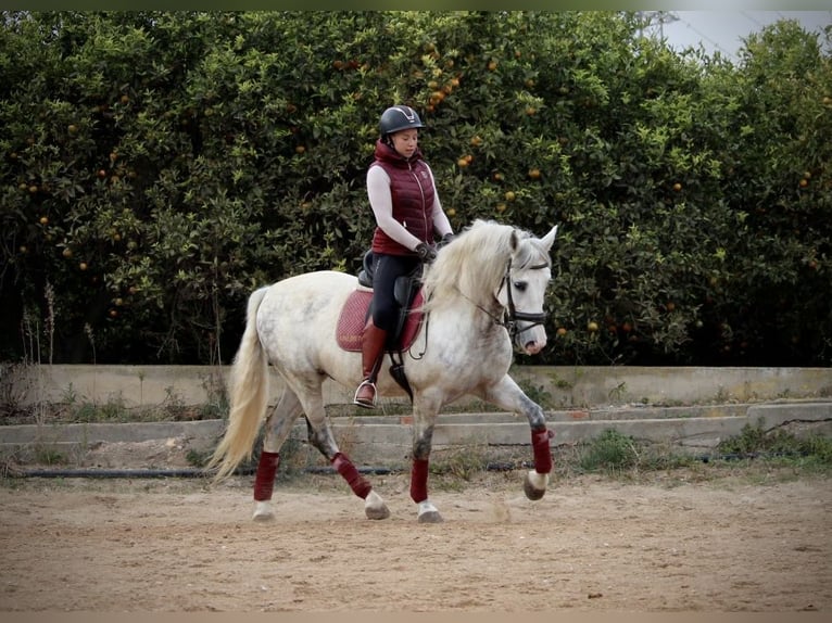 PRE Mestizo Caballo castrado 7 años 161 cm Tordo rodado in Valencia