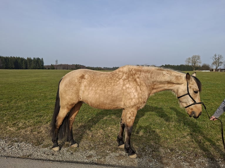 PRE Mestizo Caballo castrado 7 años 162 cm Bayo in Kempten