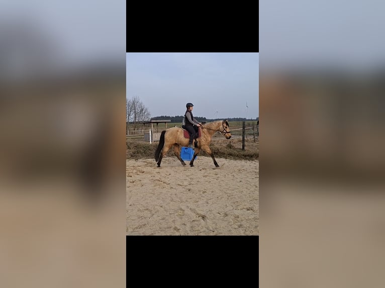 PRE Mestizo Caballo castrado 7 años 162 cm Bayo in Kempten