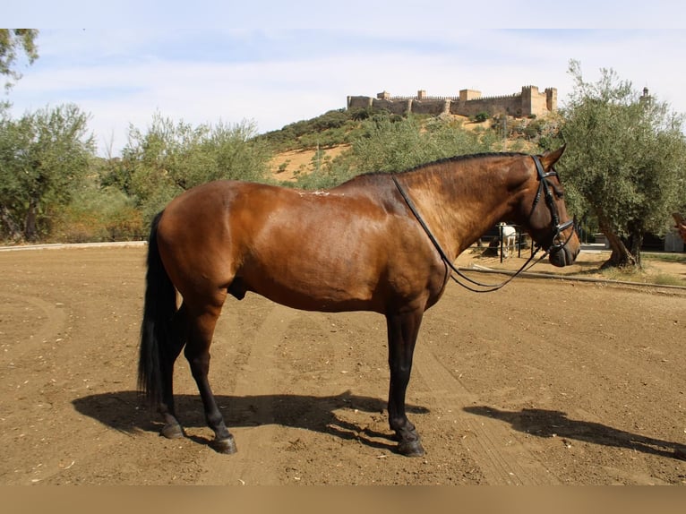 PRE Caballo castrado 7 años 162 cm Castaño in Santa Olalla Del Cala