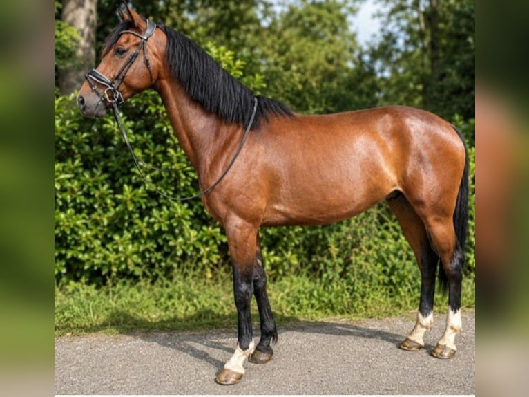PRE Caballo castrado 7 años 162 cm Castaño in De Westereen