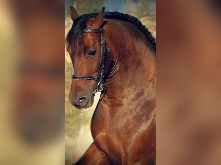 PRE Mestizo Caballo castrado 7 años 162 cm Castaño in Valencia