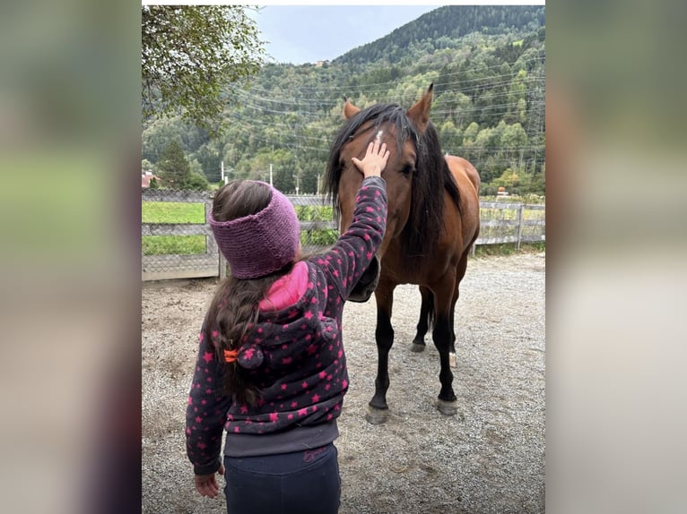 PRE Mestizo Caballo castrado 7 años 162 cm Castaño in Ötztal-Bahnhof