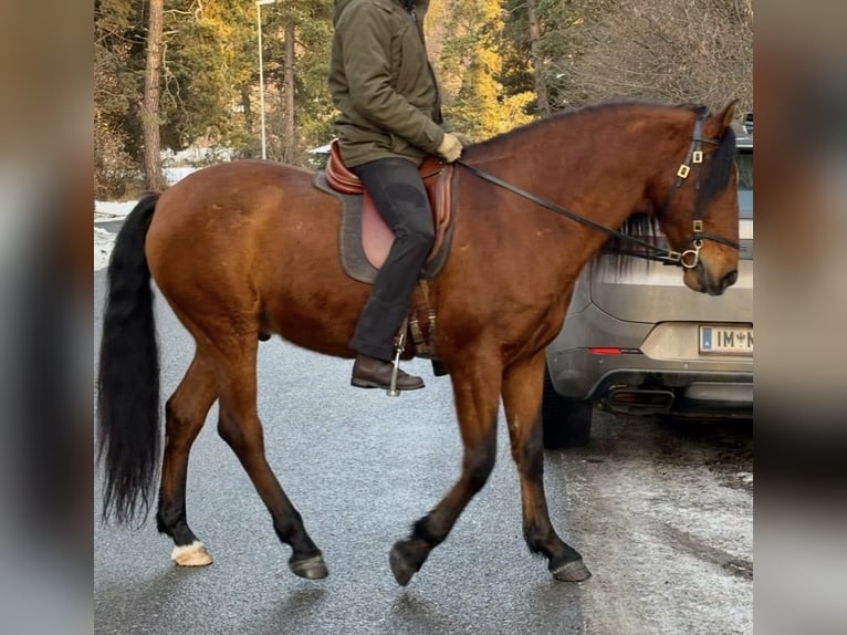 PRE Mestizo Caballo castrado 7 años 162 cm Castaño in Ötztal-Bahnhof