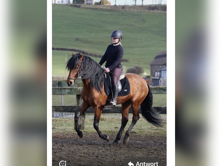 PRE Mestizo Caballo castrado 7 años 162 cm Castaño in Ötztal-Bahnhof