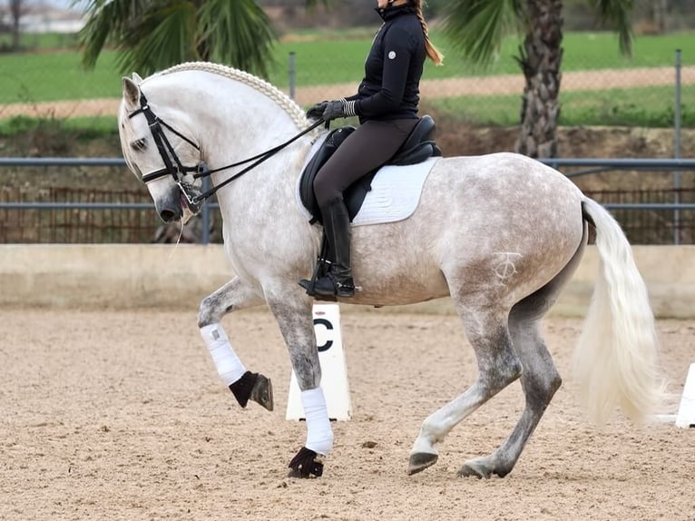 PRE Mestizo Caballo castrado 7 años 162 cm Tordo in Navas Del Madroño