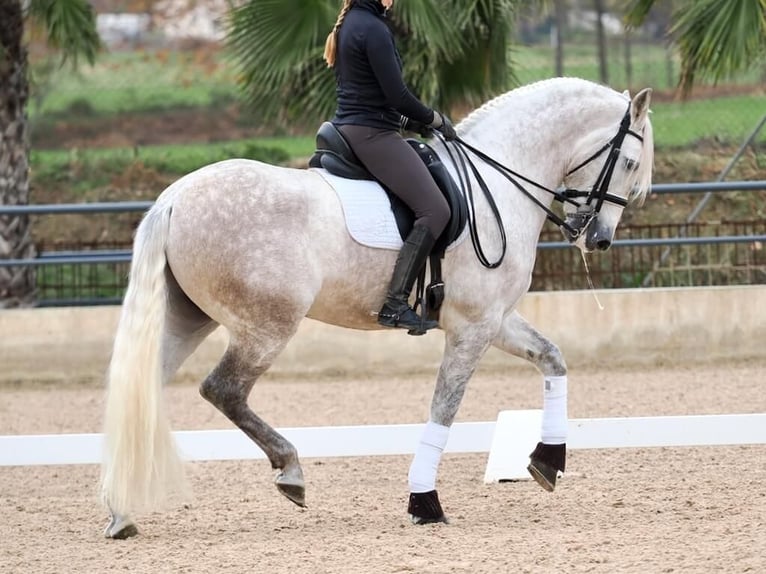 PRE Mestizo Caballo castrado 7 años 162 cm Tordo in Navas Del Madroño