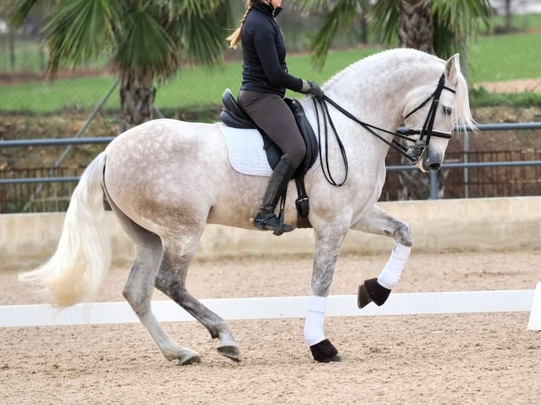 PRE Mestizo Caballo castrado 7 años 162 cm Tordo in Navas Del Madroño