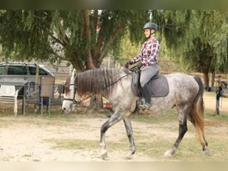 PRE Mestizo Caballo castrado 7 años 162 cm Tordo in Castello D&#x27;Empuries