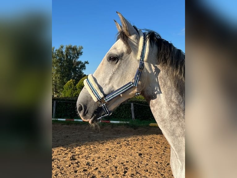 PRE Mestizo Caballo castrado 7 años 162 cm Tordo picazo in Buchloe