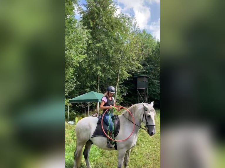 PRE Mestizo Caballo castrado 7 años 162 cm Tordo in Ampfing