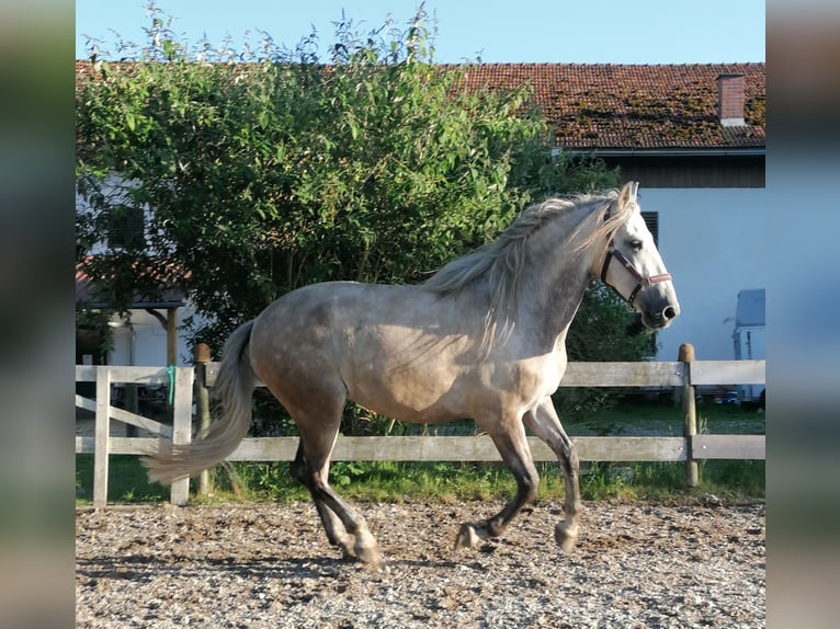 PRE Mestizo Caballo castrado 7 años 162 cm Tordo in Ampfing