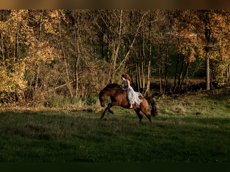 PRE Mestizo Caballo castrado 7 años 163 cm Castaño in St. Marienkirchen