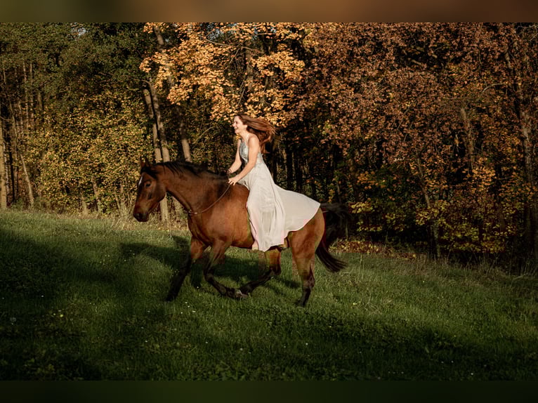 PRE Mestizo Caballo castrado 7 años 163 cm Castaño in St. Marienkirchen