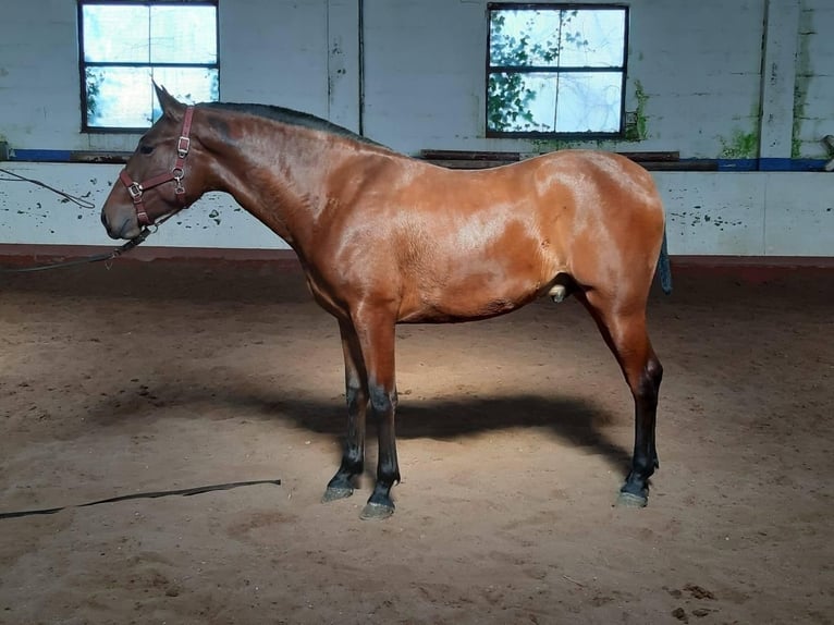 PRE Caballo castrado 7 años 163 cm Castaño in Castalla