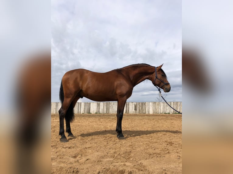 PRE Caballo castrado 7 años 163 cm Castaño in Castalla