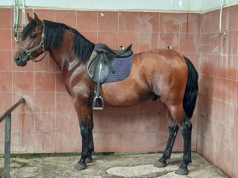 PRE Caballo castrado 7 años 163 cm Castaño in Castalla